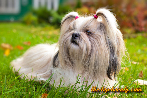 Shih Tzu popular dog